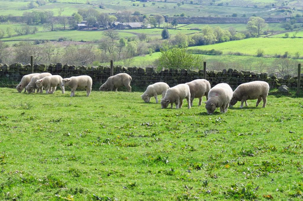 Moorland View Farm B&B Oakamoor Esterno foto